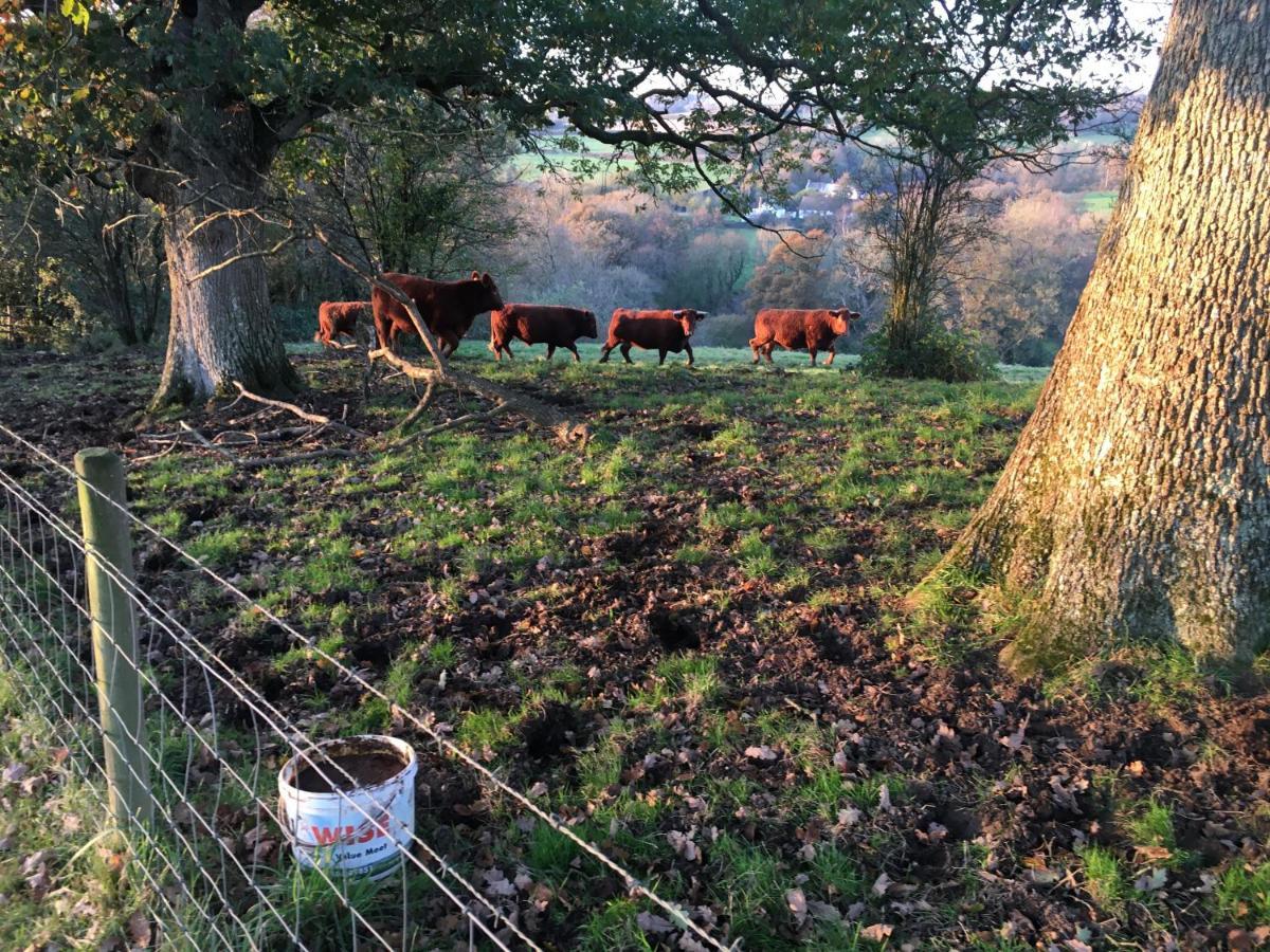Chittlehampton Higher Biddacott Farm المظهر الخارجي الصورة